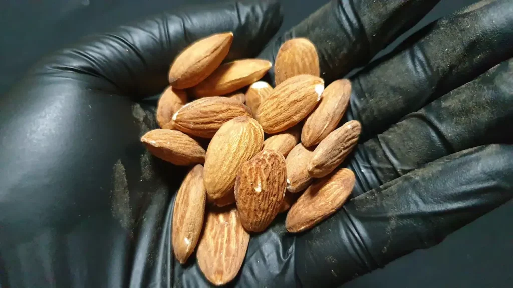 검은 장갑을 낀 손에 담긴 아몬드(견과류) 클로즈업 사진. 정전 및 재난 대비 비상식량 견과류 장기 보존법, 꿀을 활용한 냉장고 없는 보관법 콘텐츠의 대표 이미지
